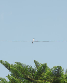 fine art photography graphic composition and surprising details by Willy Lamers