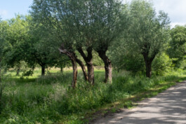 fine art photography graphic composition and surprising details by Willy Lamers